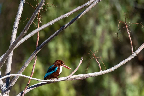 Beyaz boğazlı Kingfisher, Kingfisher kuşu. Kudüs