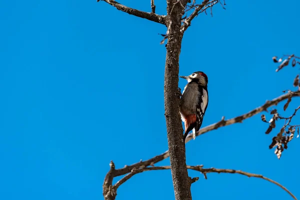 Little woodpecker sits on a tree trunk. A woodpecker obtains food on a large tree in spring. The great spotted woodpecker, Dendrocopos major