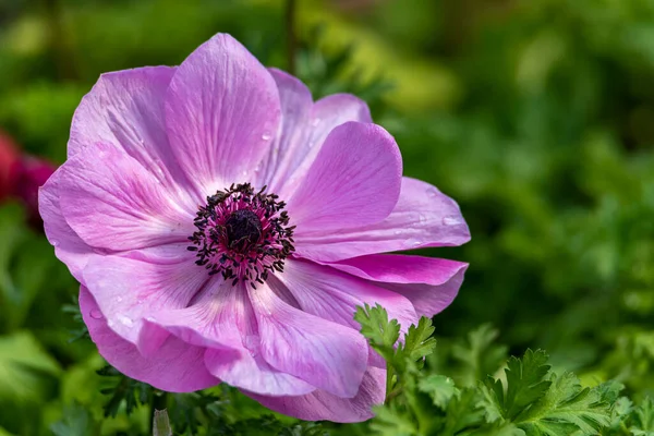 Anemone çiçeği yakın çekim, bahar mevsimi görüntüsü. mor şakayık.