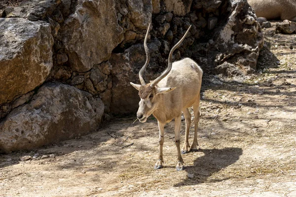 White Antelope Addax Nasomaculatus Also Known Screwhorn Antelope Yotvata Hai — Foto de Stock