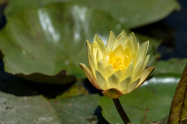 Top View Yellow Lotus Nature Yellow Water Lily — Stock Photo, Image