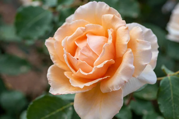 Lachsfarbene Rosenblüte Auf Weißem Hintergrund Pfirsichrose — Stockfoto