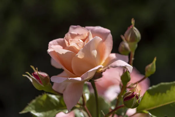 Rosa Rosa Fiore Con Gocce Pioggia Sfondo Rosa Rose Fiori — Foto Stock