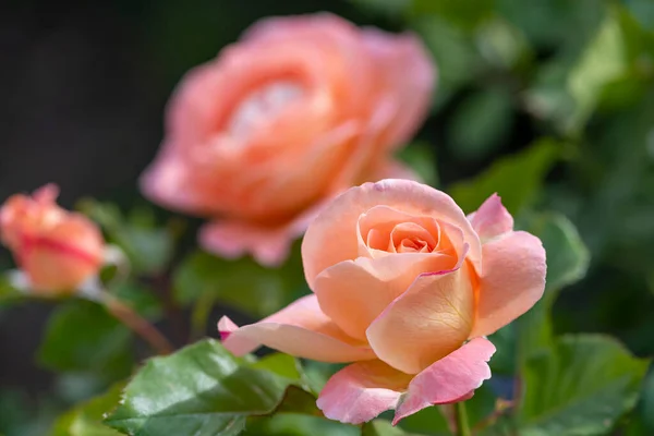 Rosa Rosa Fiore Con Gocce Pioggia Sfondo Rosa Rose Fiori — Foto Stock