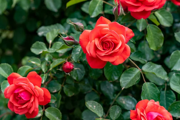 Rosa Rossa Come Sfondo Naturale Vacanze Rose Rosse Aperte — Foto Stock