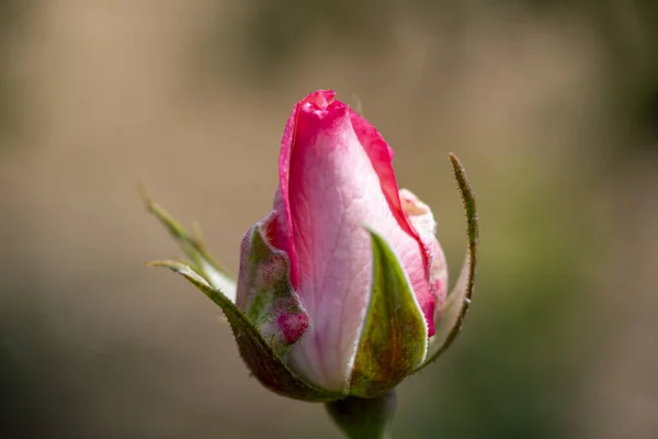 Rosone Incolto Una Rosa Crescita Bocciolo Rosa Rossa Non Aperto — Foto Stock