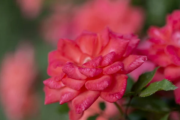 Rosa Rossa Come Sfondo Naturale Vacanze Rose Rosse Aperte — Foto Stock
