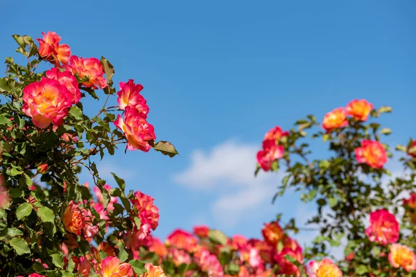 Bellissimo Cespuglio Rose Contro Cielo Blu Con Nuvole Bianche Rose — Foto Stock