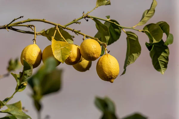 Limoni Con Limoni Gialli Maturi Agrumeto Bellissimo Sfondo Della Natura — Foto Stock