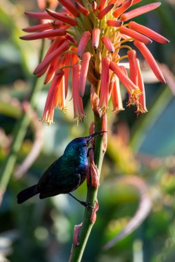 Filistin aykuşu (Cinnyris osea), erkek, İsrail 'in kızıl çiçekleriyle besleniyor. Erkek Filistin ayçiçeği aloe vera çiçeğinde