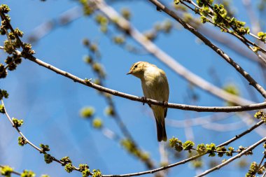 Willow Warbler (Phylloscopus trochilus). Fotoğraf İsrail 'de, Kudüs' te çekildi.