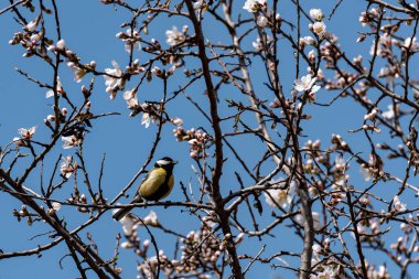 Coal tit (Periparus ater) perched on a thuja tree branch making eye contact with the camera.