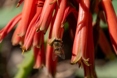 Aloe çiçekleri çiçek açıyor. İşçi arılar yiyecek için nektar bulurlar ve aloe vera tozlaşmasına yardım ederler. Çiçekli aloe vera ve arı