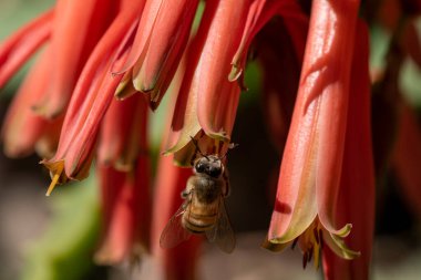 Aloe çiçekleri çiçek açıyor. İşçi arılar yiyecek için nektar bulurlar ve aloe vera tozlaşmasına yardım ederler. Çiçekli aloe vera ve arı