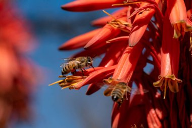 Aloe çiçekleri çiçek açıyor. İşçi arılar yiyecek için nektar bulurlar ve aloe vera tozlaşmasına yardım ederler. Çiçekli aloe vera ve arı