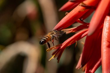 Aloe çiçekleri çiçek açıyor. İşçi arılar yiyecek için nektar bulurlar ve aloe vera tozlaşmasına yardım ederler. Çiçekli aloe vera ve arı