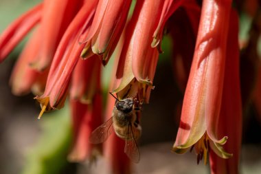 Aloe çiçekleri çiçek açıyor. İşçi arılar yiyecek için nektar bulurlar ve aloe vera tozlaşmasına yardım ederler. Çiçekli aloe vera ve arı