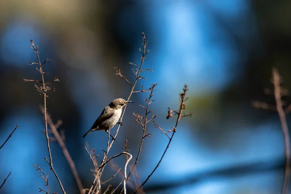 Bloeiende Aloë Vera Met Een Palestijnse Nectary Bird Palestijnse Nectary — Stockfoto