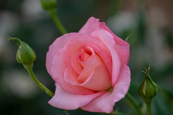 Ranunculus Fiori Rosa Primo Piano Sfondo Rosa Rosa — Foto Stock