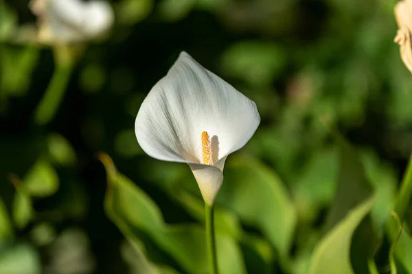 Calla Lis Gros Plan Belle Fleur Blanche Pleine Floraison Printemps — Photo