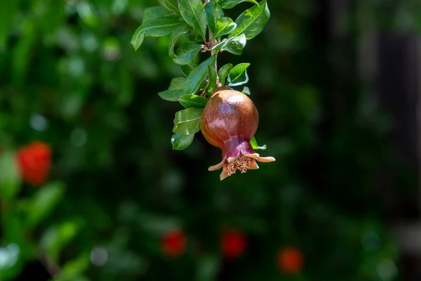 Blooming pomegranate flower on the pomegranate tree. Ripening pomegranate with leaves and flowers on a background of pomegranate flowers.