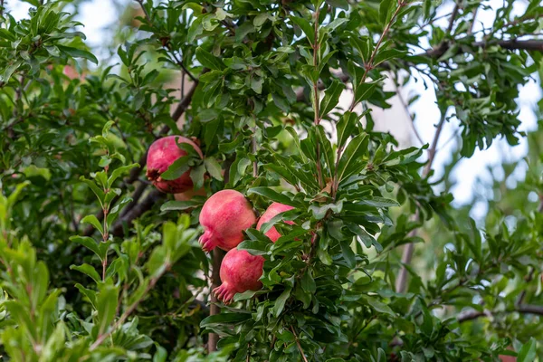 Pomegranate hanging from tree. Punica granatum. Pomegranate fruit hanging and maturing on branch of pomegranate tree