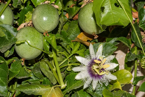 Close up passiflora. Passion Flower (Passiflora caerulea) leaf in tropical garden. Beautiful passion fruit flower or Passiflora (Passifloraceae).