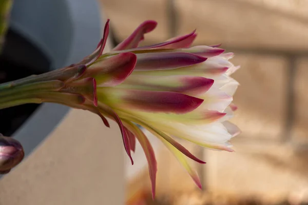 Detail Prickly Pearin Wilds Long Cactus Flower — Fotografia de Stock
