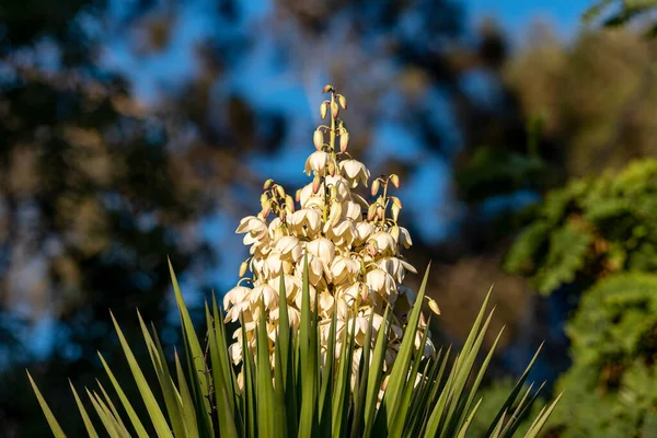 Yucca Gigantea Yucca Elephantipes Yucca Guatemalensis Yucca Species Native Israel Foto Stock Royalty Free