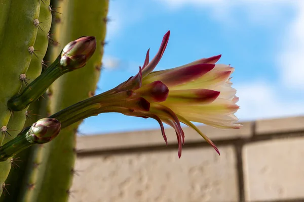 Detail Prickly Pearin Wilds Long Cactus Flower — Stockfoto