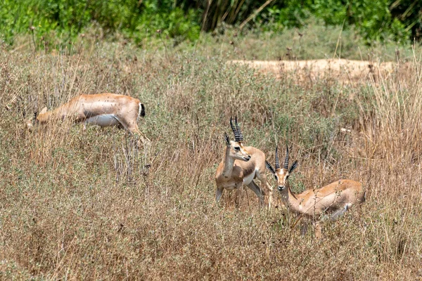 Male Mountain Gazelle Gazelle Valley National Park Jerusalem Israel — Fotografia de Stock