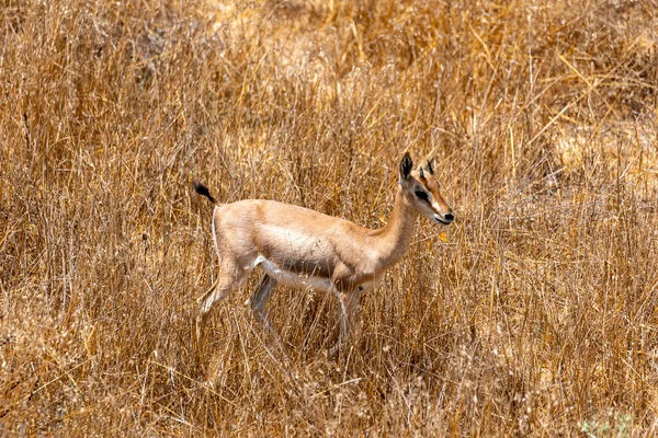 Male Mountain Gazelle Gazelle Valley National Park Jerusalem Israel — Stok fotoğraf