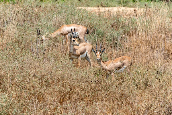 Male Mountain Gazelle Gazelle Valley National Park Jerusalem Israel — Foto Stock