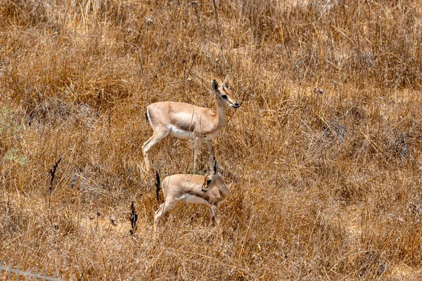 Male Mountain Gazelle Gazelle Valley National Park Jerusalem Israel — Foto de Stock