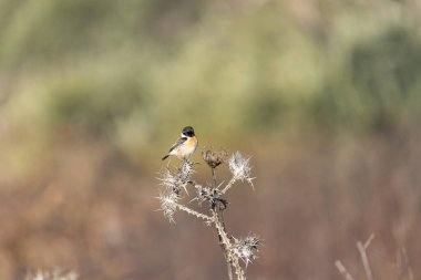 Avrupa taş şapkası (saxiola rubicola). Kudüs 'te Avrupa' nın siyah kafalı Çekanı bir dalda oturuyor.