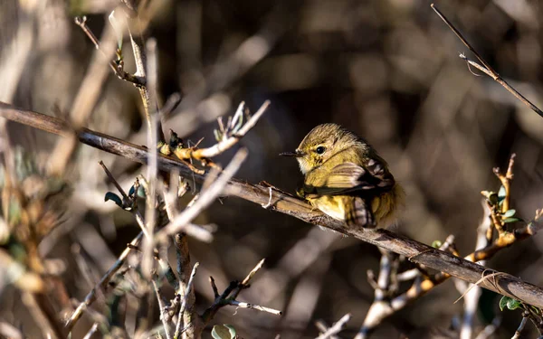 Remolino Amarillo Del Primer Invierno Setophaga Aestiva Durante Migración Otoño — Foto de Stock