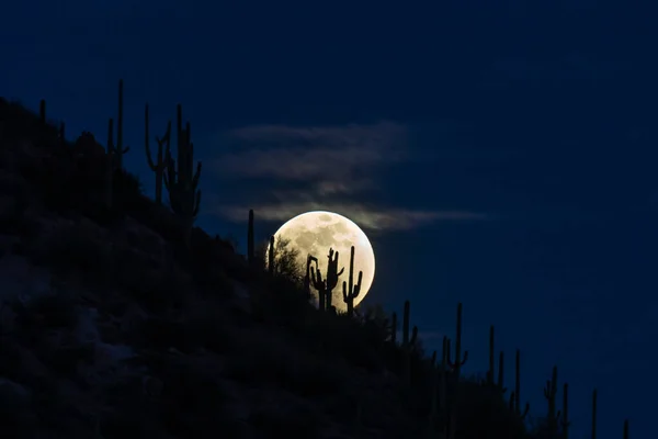 Saguaro Kaktus Silhuett Den Stigande Fullmånen Arizonas Sonoranöken Mörkblå Himmel — Stockfoto