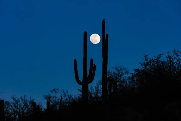 Fullmånen Stiger Bredvid Silhuetten Saguarokaktus Armarna Upplyfta Arizonas Sonoranöken Djup — Stockfoto