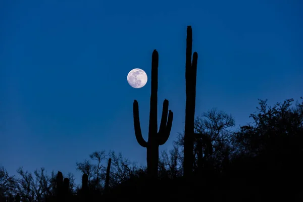 Fullmånen Stiger Bredvid Silhuetten Saguarokaktus Armarna Upplyfta Arizonas Sonoranöken Djup — Stockfoto