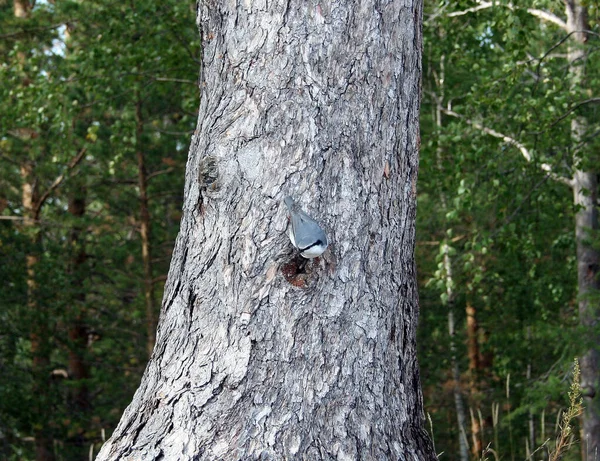 Çam Ormanındaki Kuş Yuvası — Stok fotoğraf
