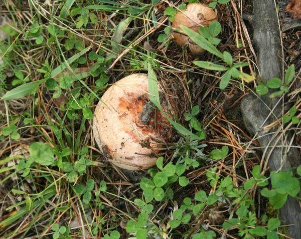 버섯이 피었습니다 — 스톡 사진
