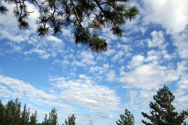 Летнее Голубое Небо Перистыми Облаками Окруженными Сосновыми Ветвями — стоковое фото