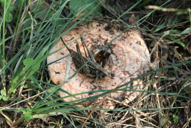 Kırmızı mantarlı büyük çekirge.