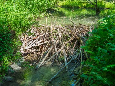 Bavyera 'da yaz aylarında kunduz yuvaları tarafından inşa edilen bataklık manzarası geniş açılı. 