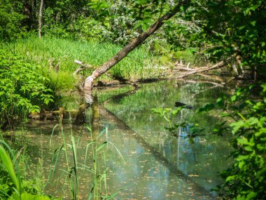 Bavyera 'da yaz aylarında Gruentensee Gölü yakınlarındaki Bavyera' da bir doğa rezervinde kemirilmiş ve kesilmiş ağaçlarla kunduzların oluşturduğu bataklık manzarası.. 