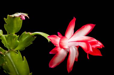 Noel Kaktüsünün Macro görünümü (lat: Schlumbergera) siyah üzerine izole edilmiş çiçek.