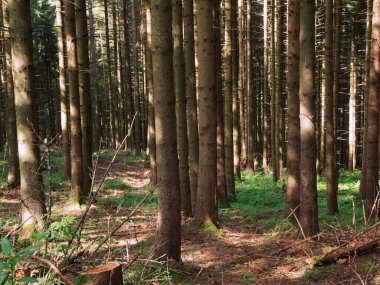 Yazın gelen güneş ışığı ve yüksek kontrastlı bir çam ormanı manzarası.