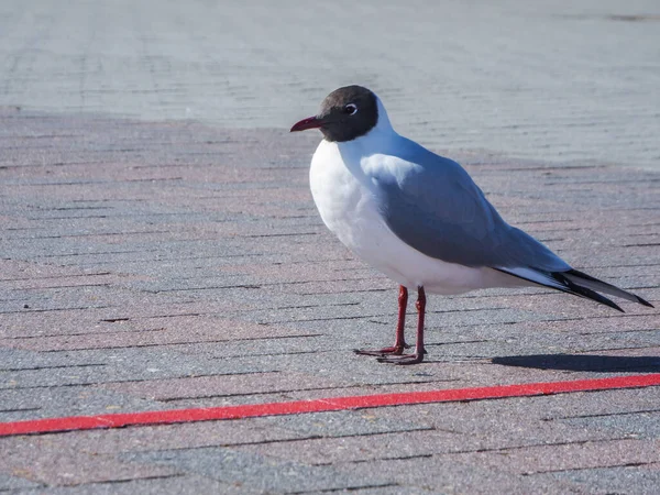 Ground level side close-up of a single black-headed gull (lat: Chroicocephalus ridibundus) in summer plumage standing on paving stones in front of a red dividing line in harsh sunlight.