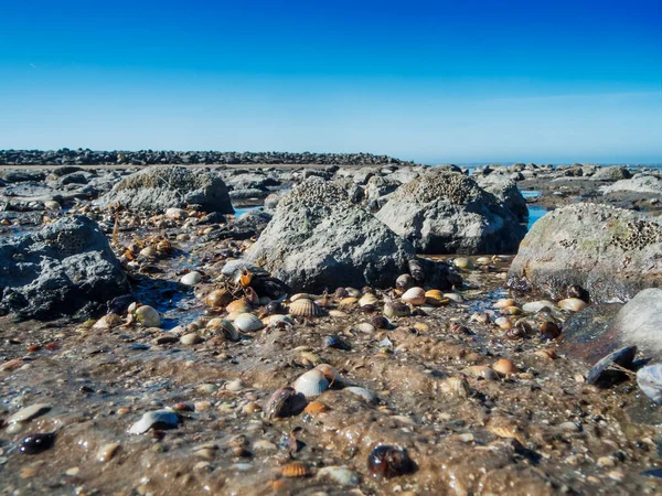 在东弗里斯兰Neuharlingersiel附近的德国北海海滩上 低角宽角度的沉淀物炮弹和石子景观 低潮蓝蓝的无云天空 — 图库照片