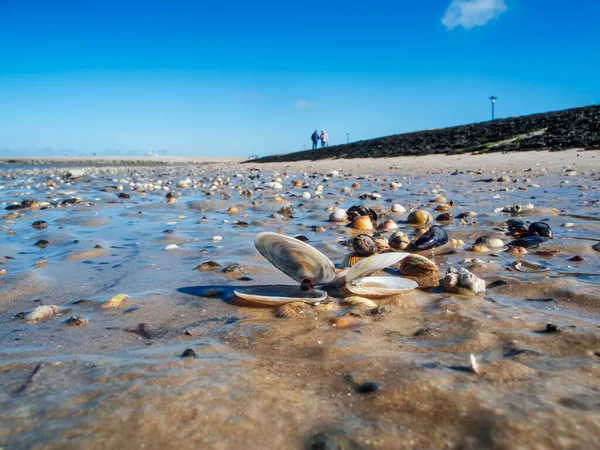 Laaghoekig Gelijkvloers Uitzicht Het Natte Strand Bedekt Met Schelpen Bij Stockafbeelding